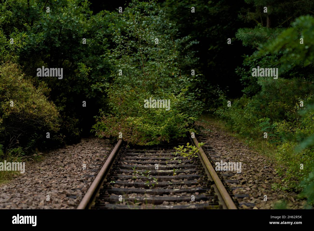 vecchia ferrovia pista, letto di pista soprastato, profondità di campo poco profonda, bokeh morbido Foto Stock
