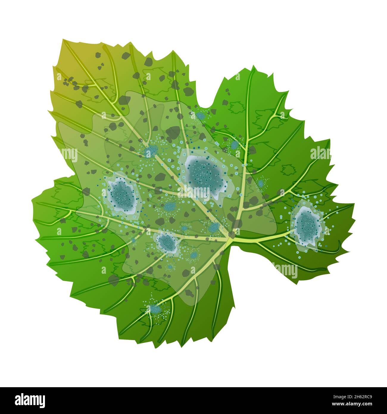 Foglia con stampo isolato su sfondo bianco.foglia verde sono danneggiati da funghi pathogen.Plant blight sintomo.polvere muffa su Leaves.Vector illustrazione Illustrazione Vettoriale