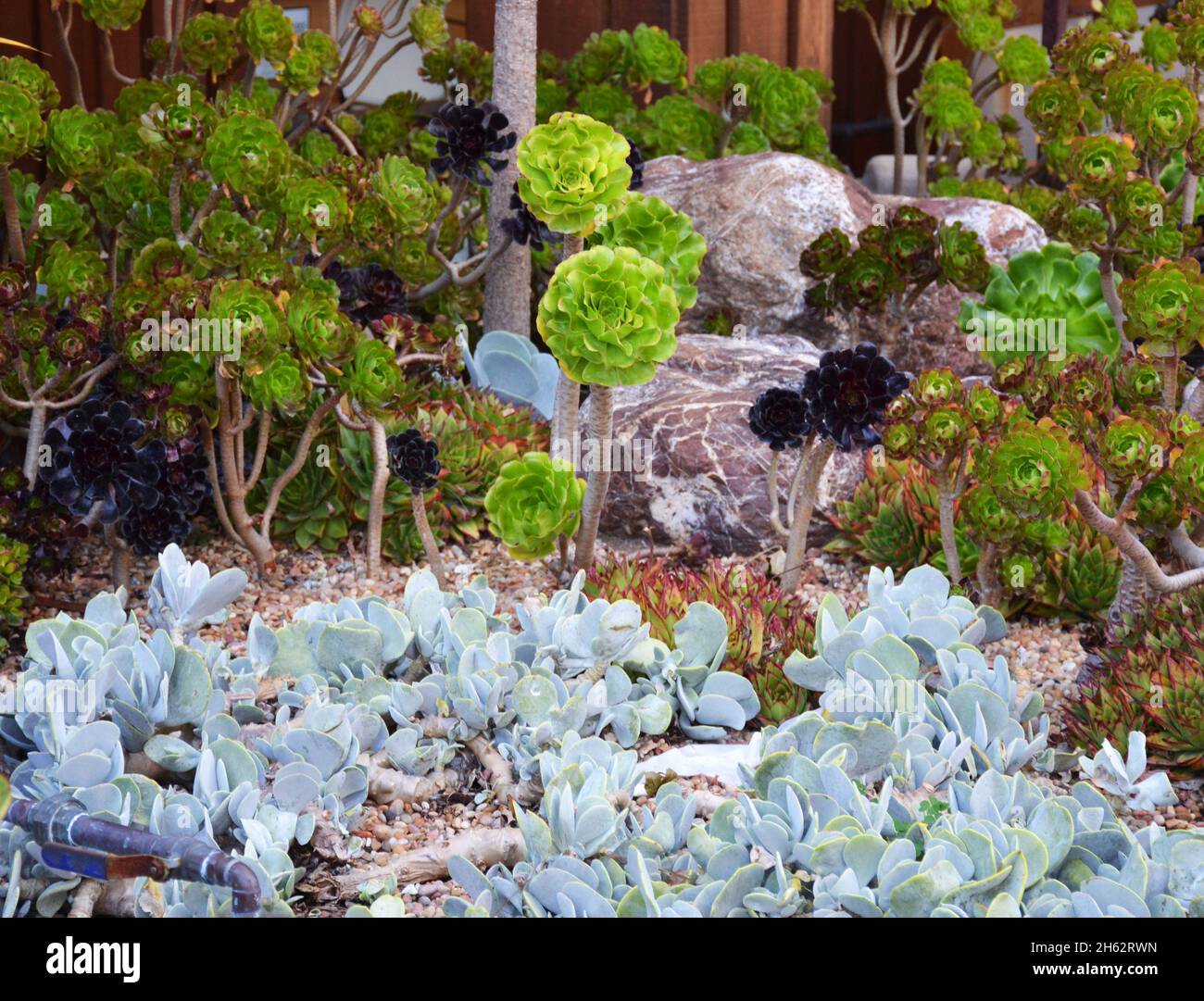 Un letto da giardino con varie specie di splendide piante grasse in California, Stati Uniti Foto Stock