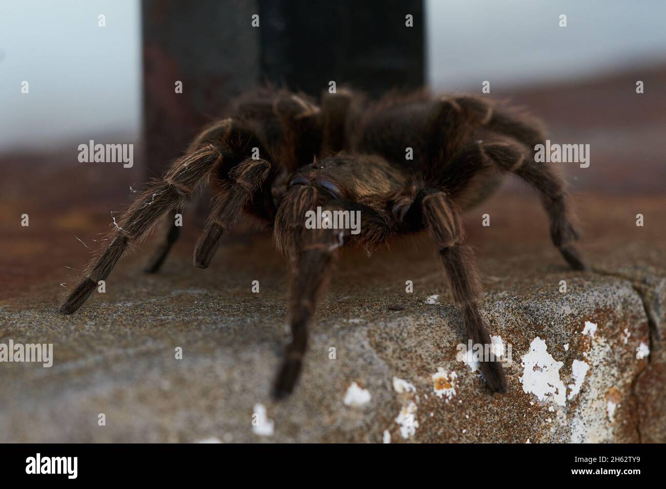 Il ragno grande e peloso sale le pareti. Fuoco selettivo Foto Stock