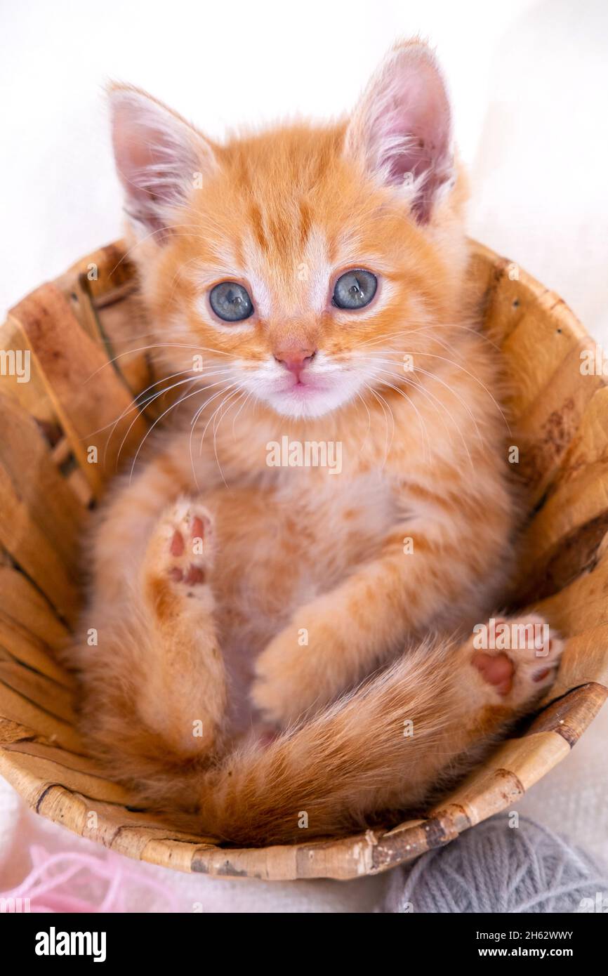 Gattino rosso curioso a righe seduto in cestino con palle rosa e grigie  matasse di filo sul letto bianco. Carino gatto zenzero piccolo. Verticale  Foto stock - Alamy