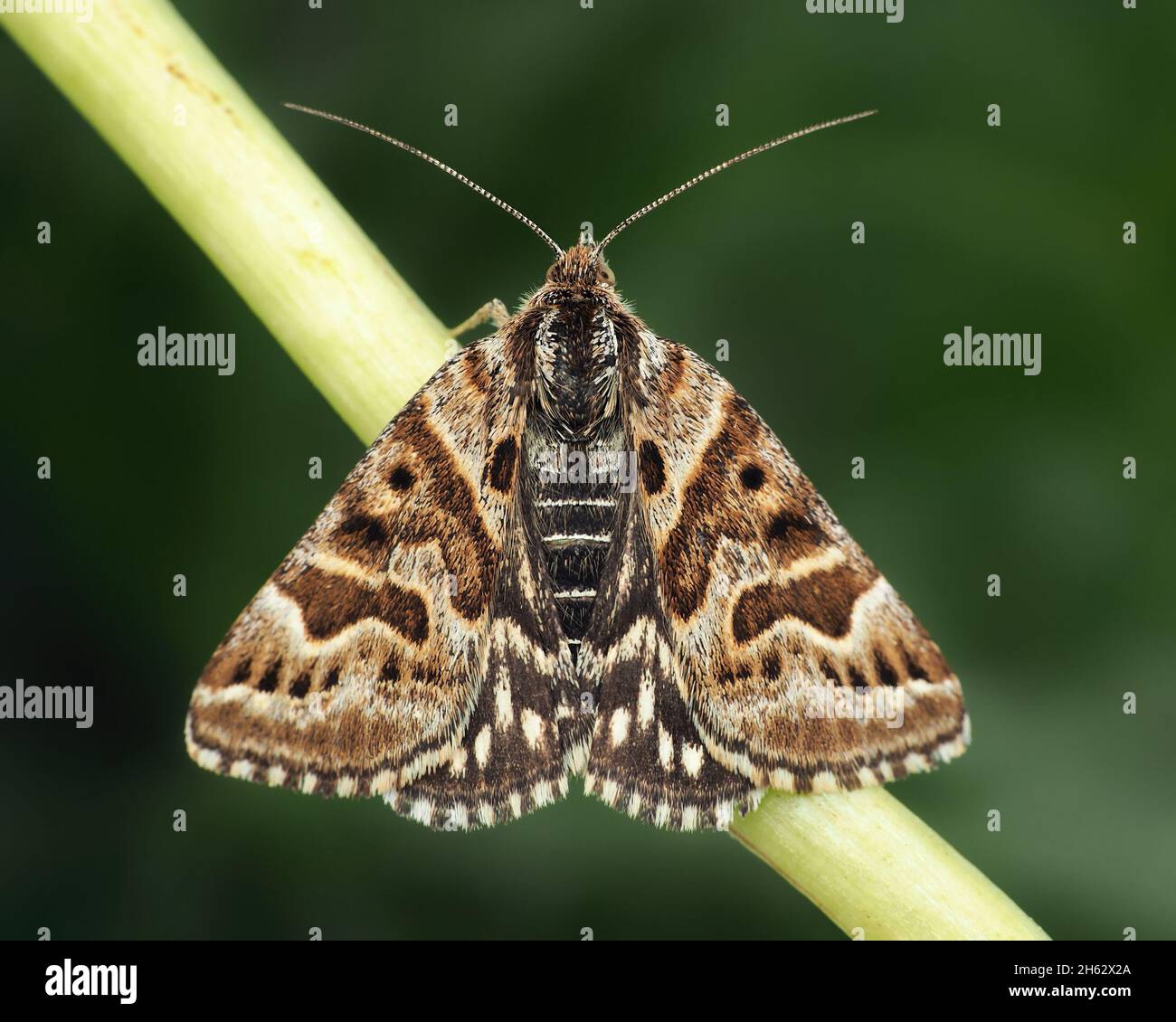 Mother Shipton Moth (Callistege mi) appollaiato sul gambo di erba. Tipperary, Irlanda Foto Stock