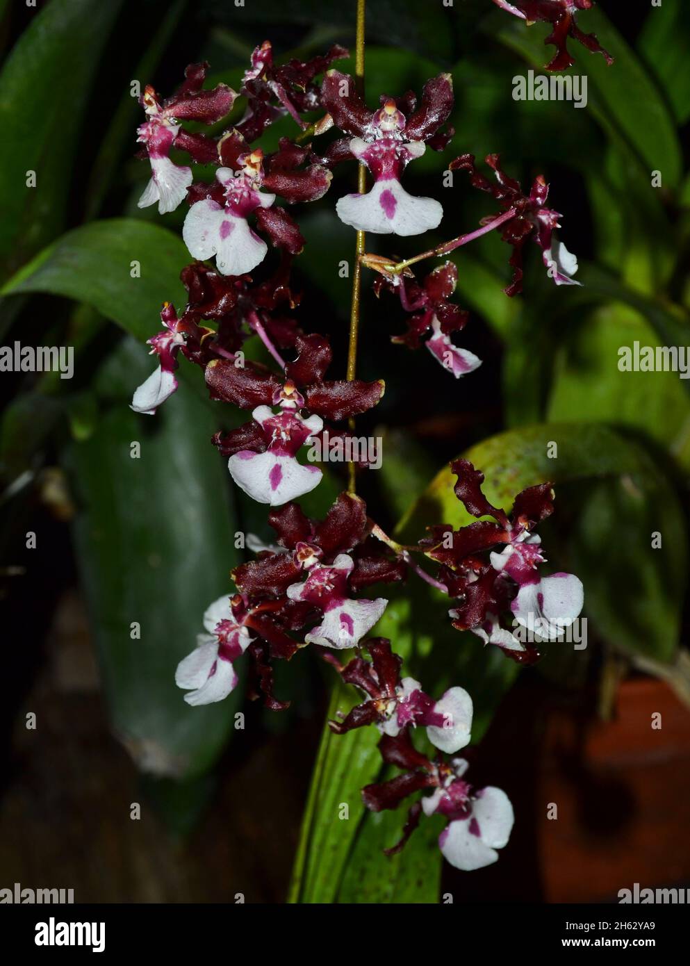 Fiori "Sweet Fragrance" di Oncidium Sharry Baby in fiore a Shakopee, Minnesota, Stati Uniti Foto Stock