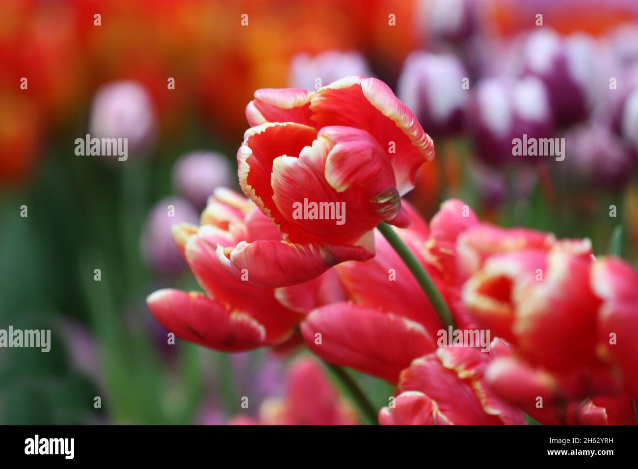 Tulip di un grado di "Rococo' una chiusura orizzontalmente su sfocatura sullo sfondo.famiglia Liliaceae. Tulipa. Foto Stock