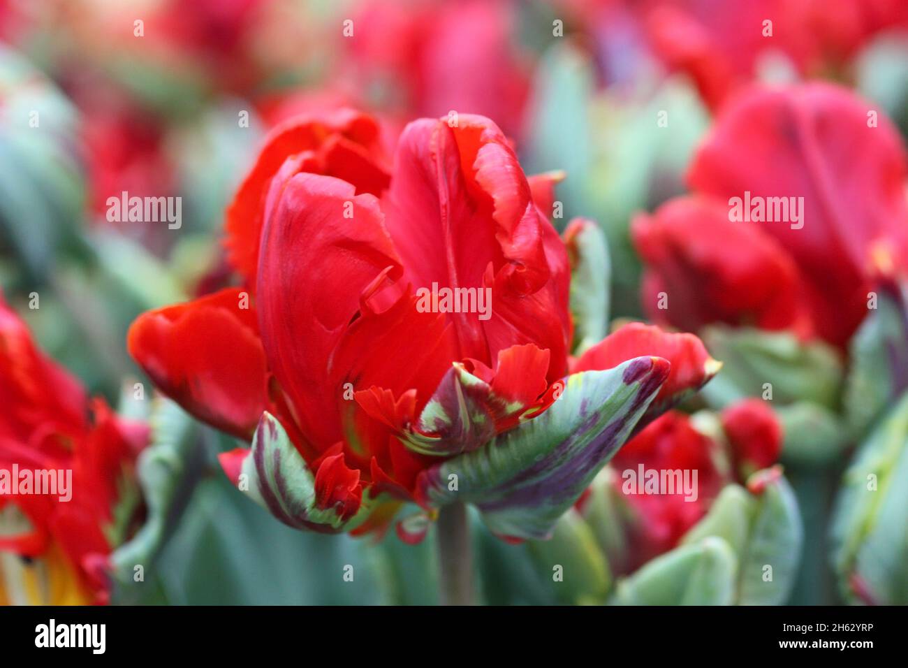 Tulip di un grado di "Rococo' una chiusura orizzontalmente su sfocatura sullo sfondo.famiglia Liliaceae. Tulipa. Foto Stock