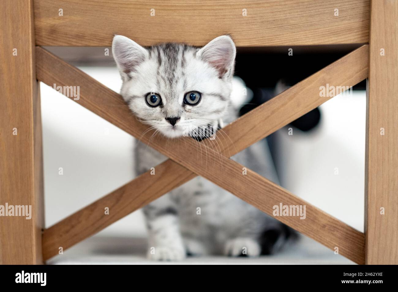 Ritratto carino poco divertente striscia scozzese fold grigio Kitten gatto seduto su sedia a casa. Gatti vita Foto Stock