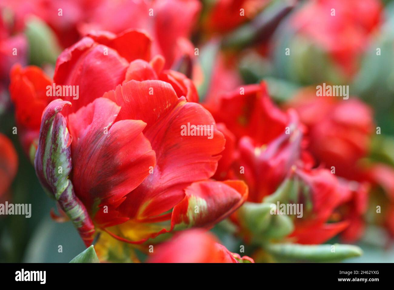 Tulip di un grado di "Rococo' una chiusura orizzontalmente su sfocatura sullo sfondo.famiglia Liliaceae. Tulipa. Foto Stock