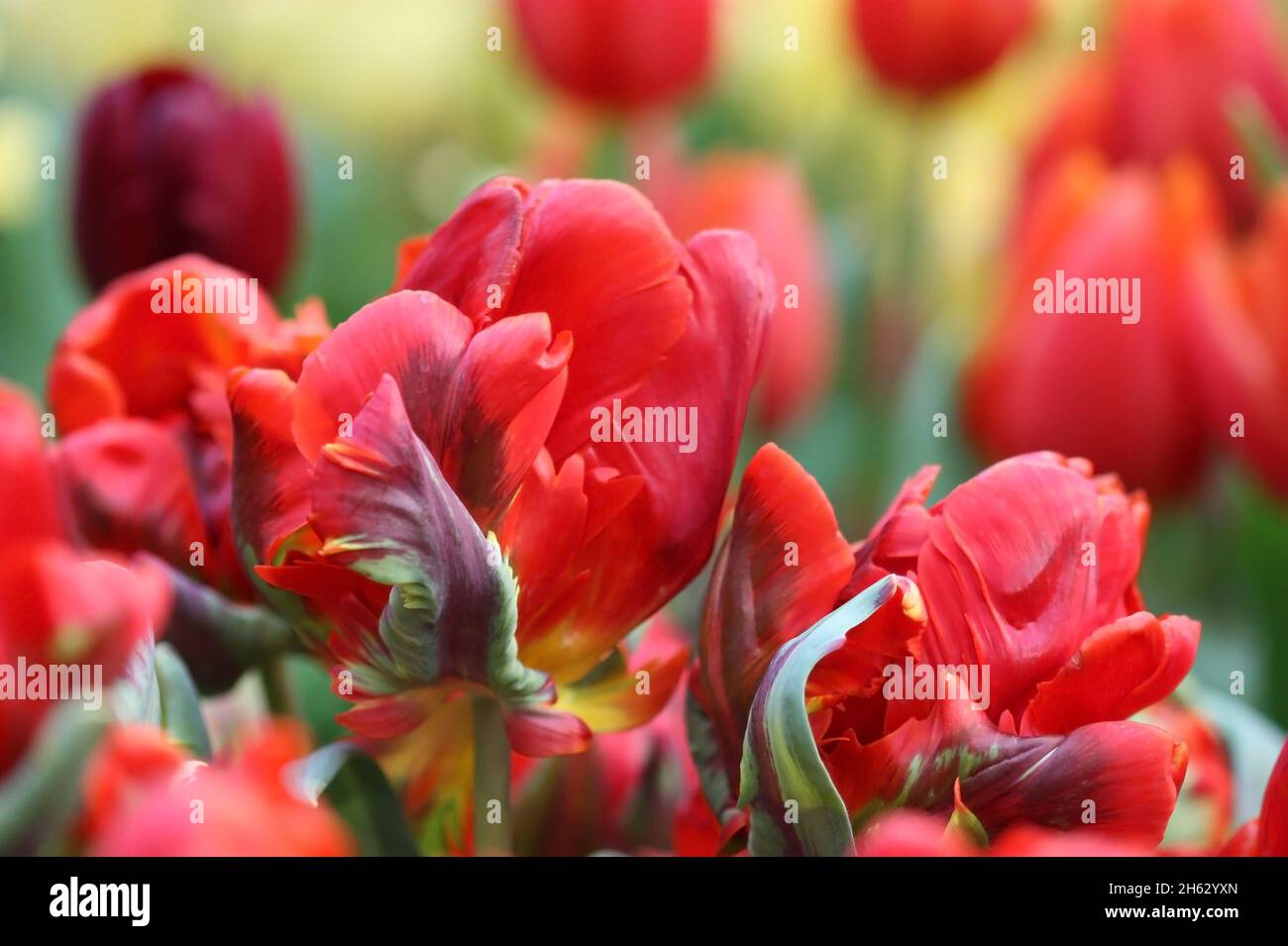 Tulip di un grado di "Rococo' una chiusura orizzontalmente su sfocatura sullo sfondo.famiglia Liliaceae. Tulipa. Foto Stock