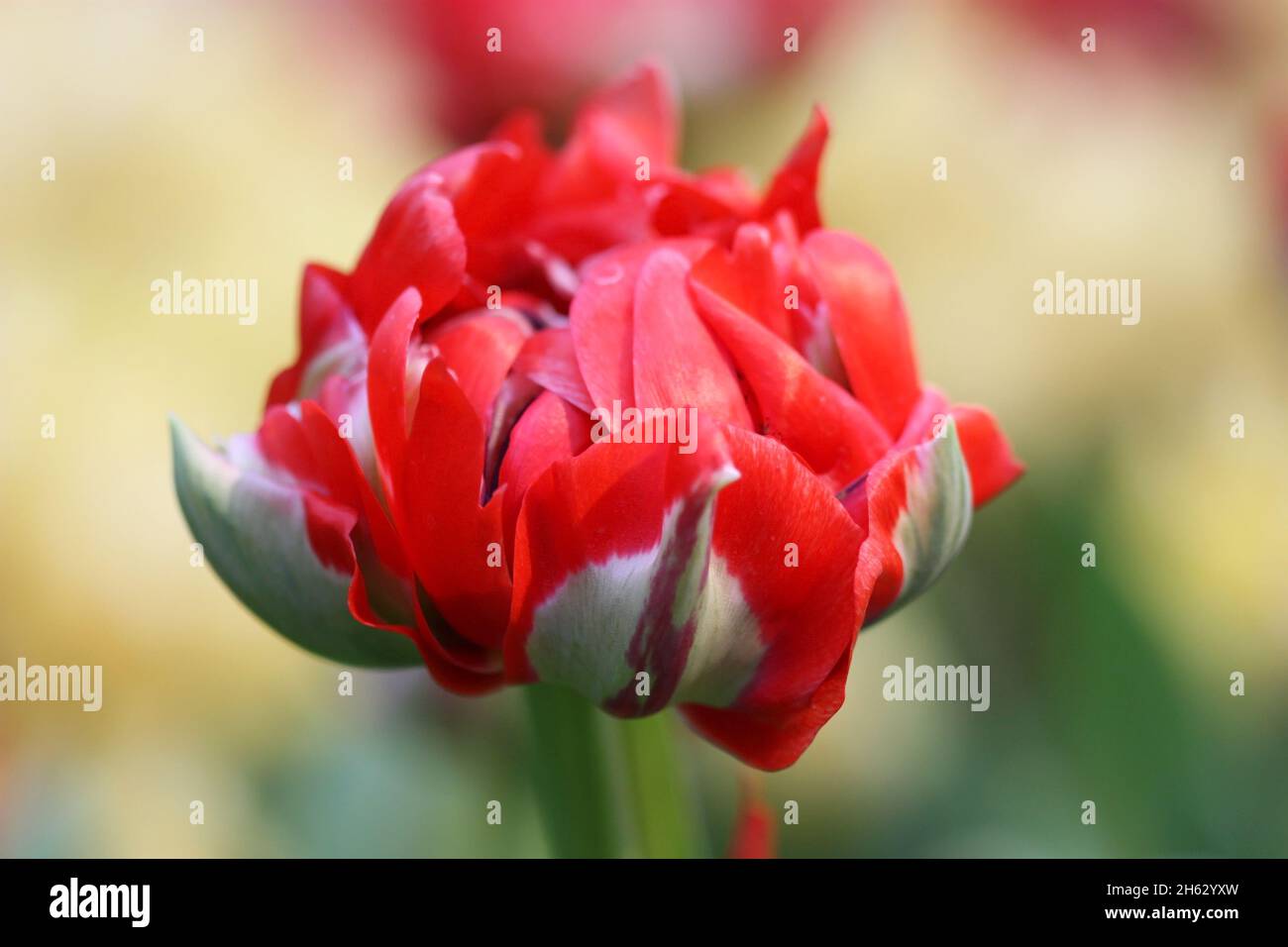 Tulip di un grado di "Rococo' una chiusura orizzontalmente su sfocatura sullo sfondo.famiglia Liliaceae. Tulipa. Foto Stock
