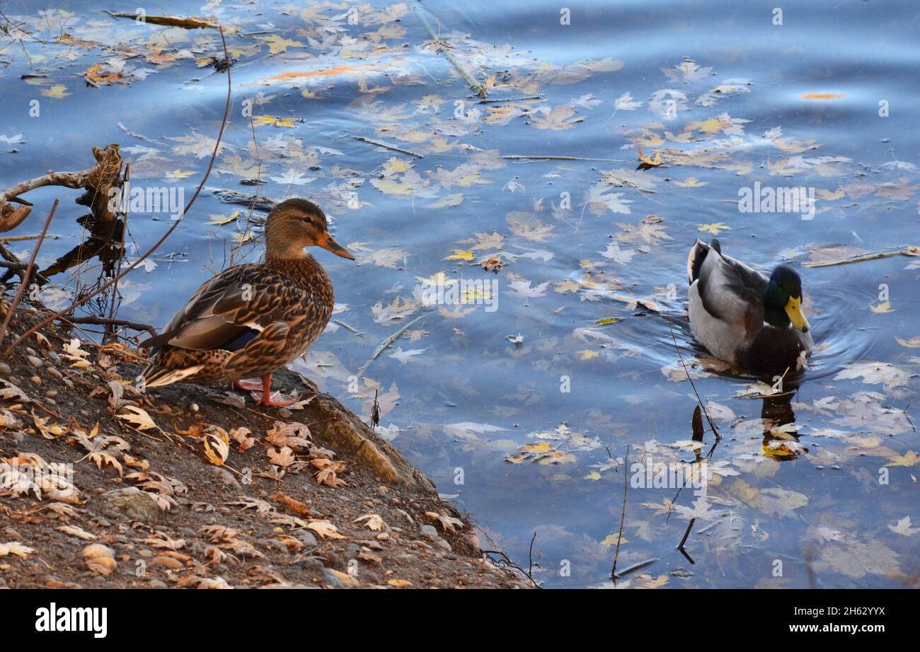 Anatra sulla riva del lago e anatra nuotata in autunno. Shakopee, Minnesota, Stati Uniti Foto Stock