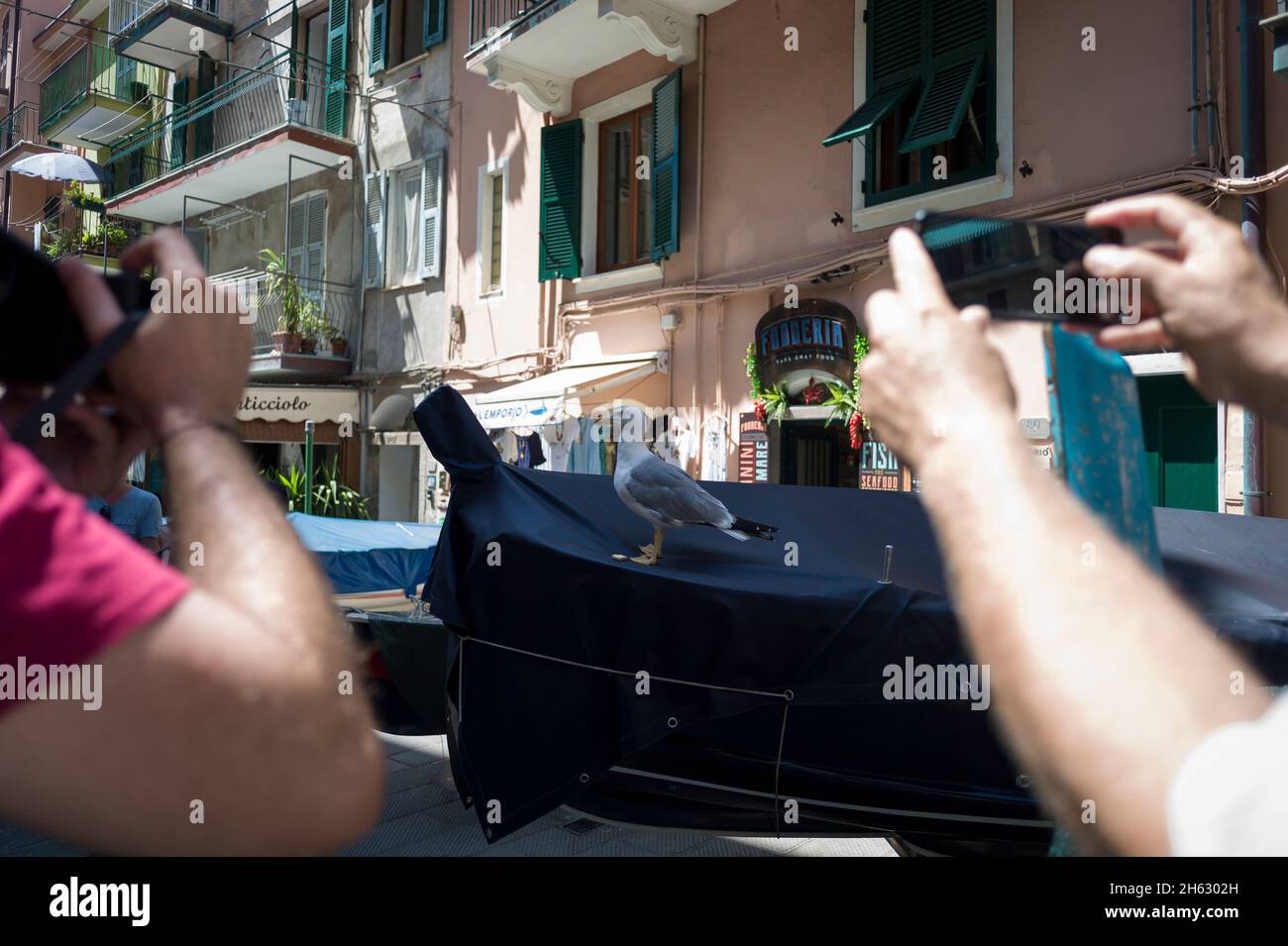 gabbiano che sembra strano su una barca coperta Foto Stock