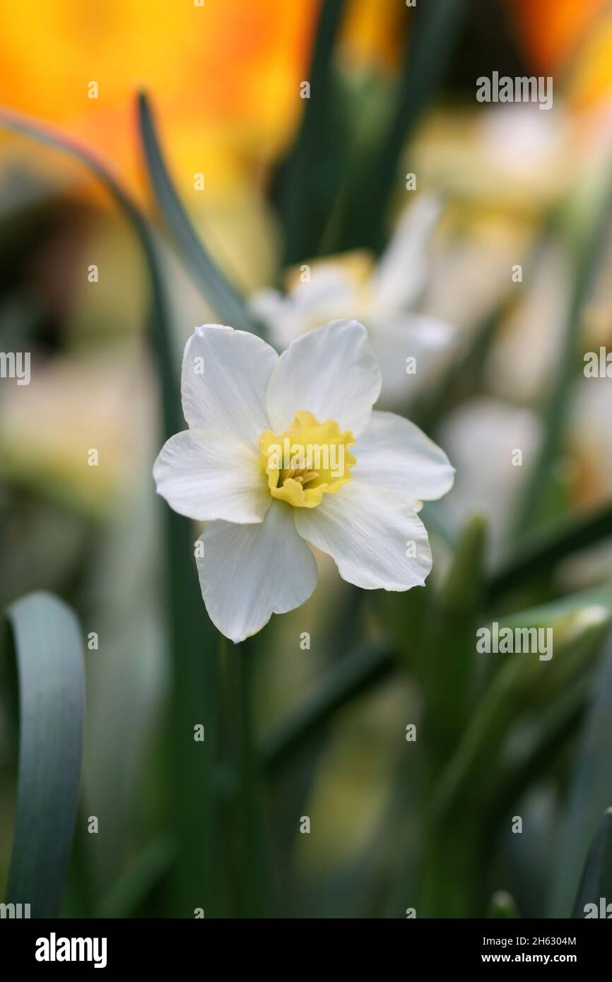 Narciso il primo piano in crescita, bianco con il centro giallo, orizzontalmente. Macro. Narciso. Famiglia Amaryllidaceae. Foto Stock