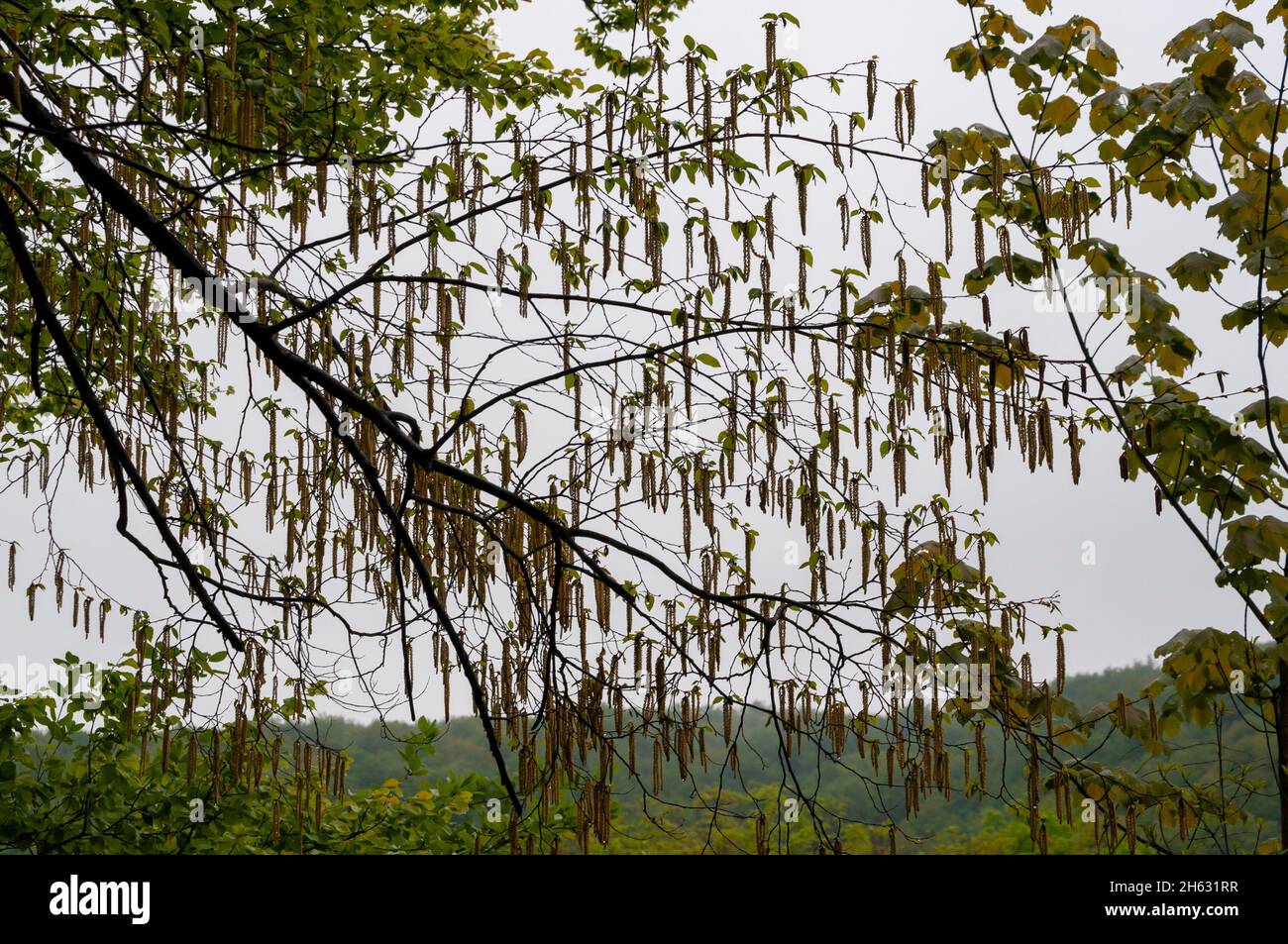 meravigliosa natura verde nel parco nazionale di plitvice, croazia Foto Stock