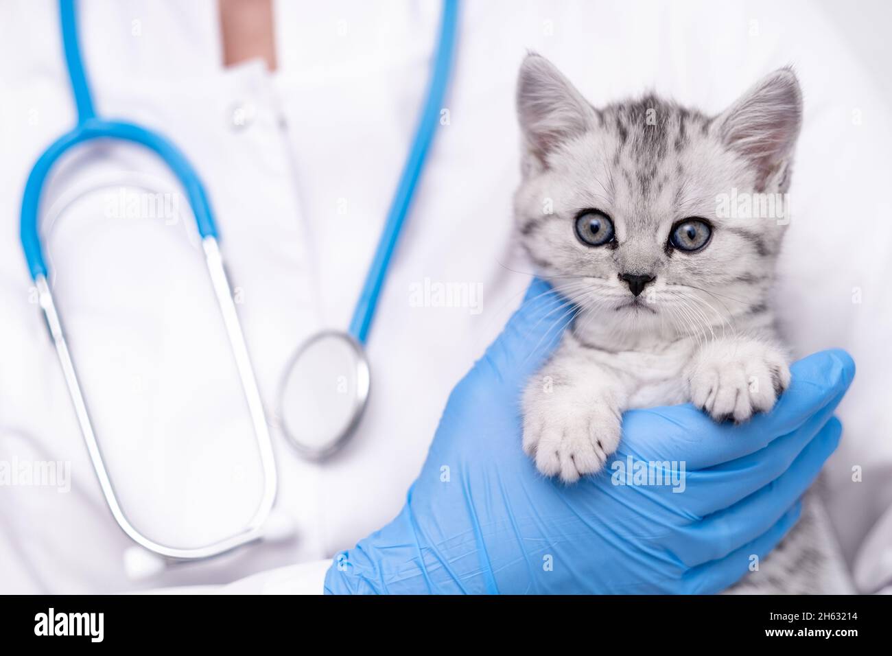 Medico veterinario con piccolo gattino scozzese grigio nelle sue braccia in clinica animale medico. CopySpace per il testo Foto Stock