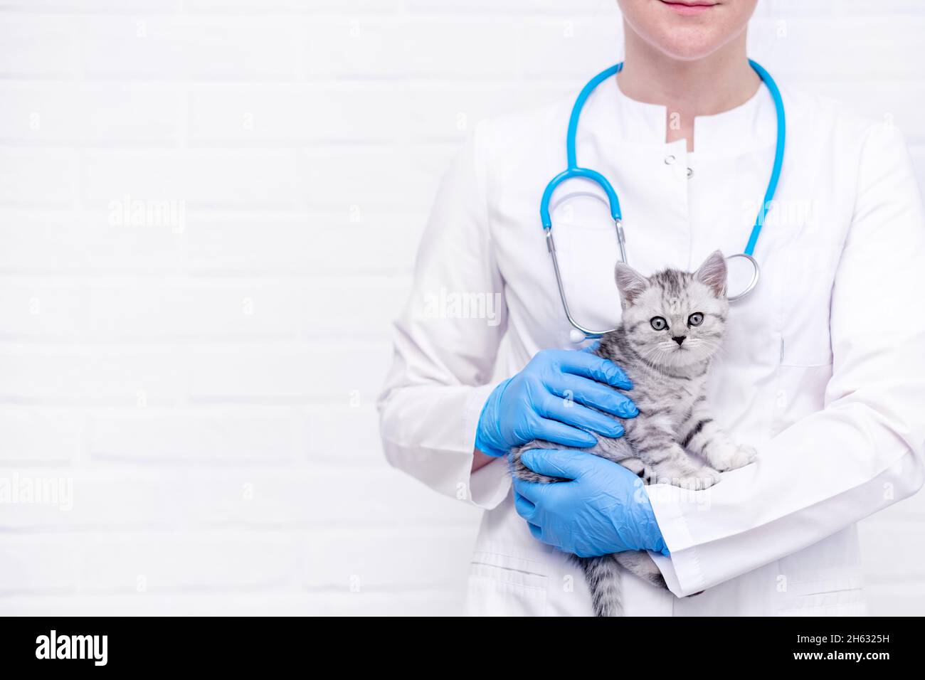 Medico veterinario con piccolo gattino scozzese grigio nelle sue braccia in clinica animale medico. CopySpace per il testo Foto Stock