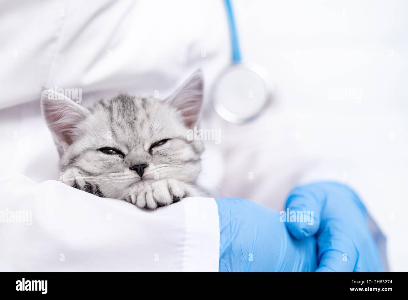 Medico veterinario con piccolo gattino scozzese grigio nelle sue braccia in clinica animale medico. CopySpace per il testo Foto Stock