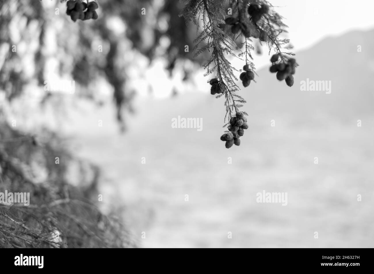 passeggiata lungo locarno sulle rive del lago maggiore locarno,canton ticino,svizzera Foto Stock