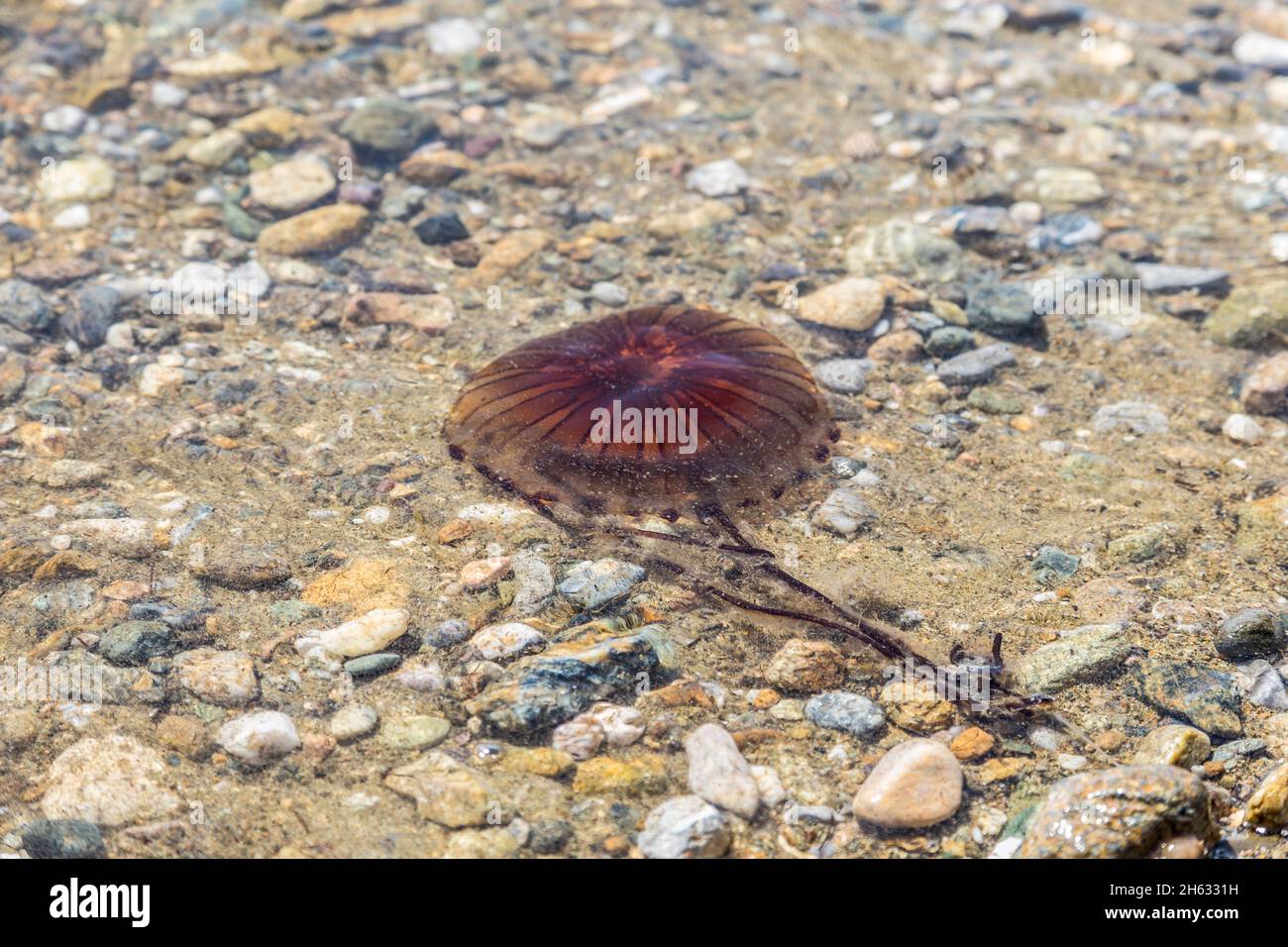 vicino a una medusa rossa sulla spiaggia in grecia, non credo di doverla toccare. no, meglio no. Foto Stock