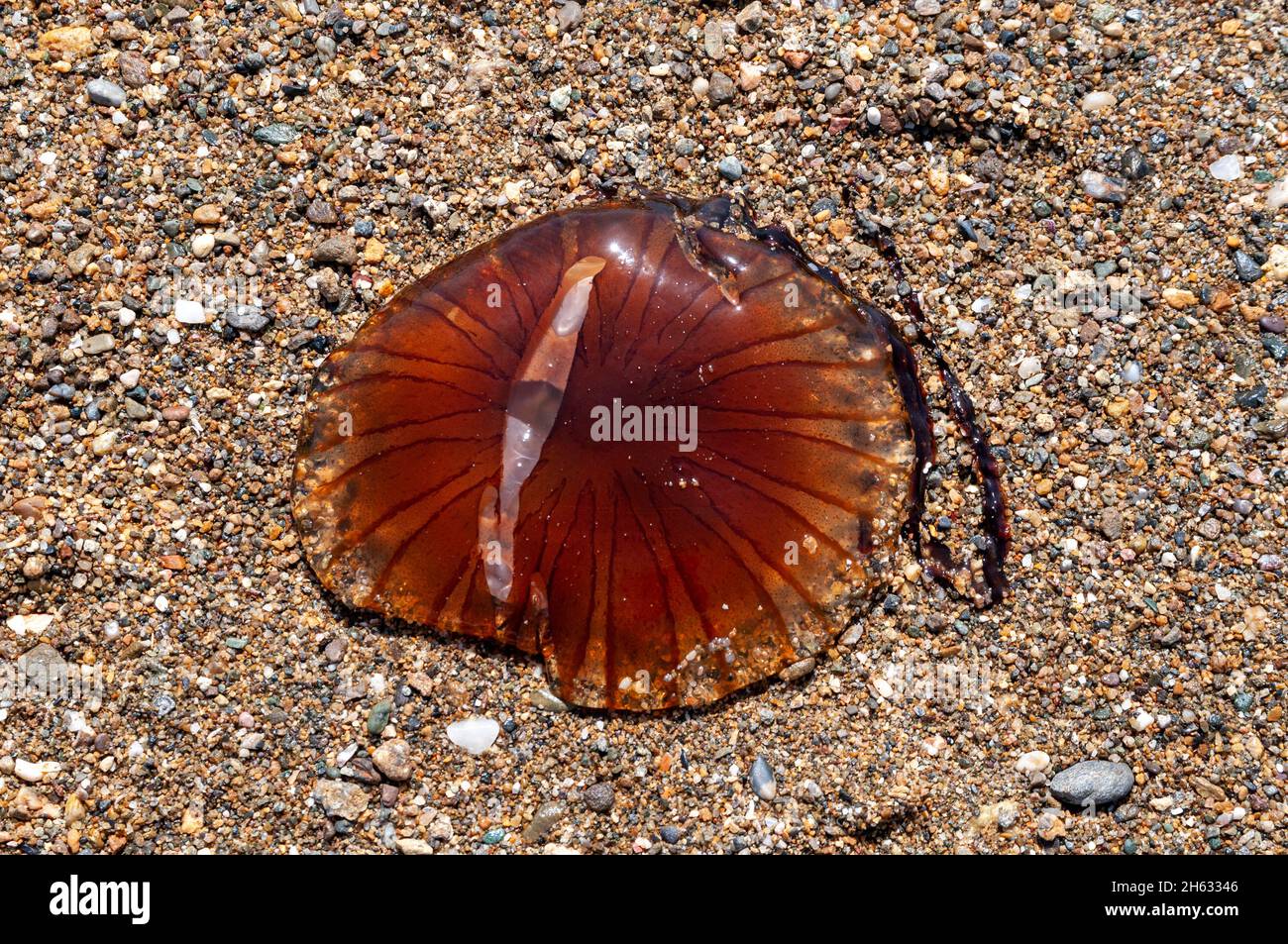 vicino a una medusa rossa sulla spiaggia in grecia, non credo di doverla toccare. no, meglio no. Foto Stock