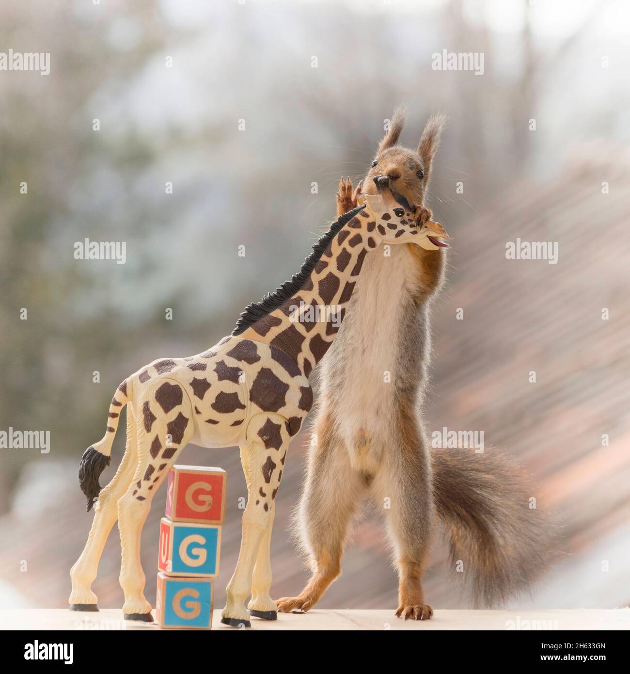 primo piano di scoiattolo rosso che regge una giraffa con blocchi di legno con capitelli Foto Stock