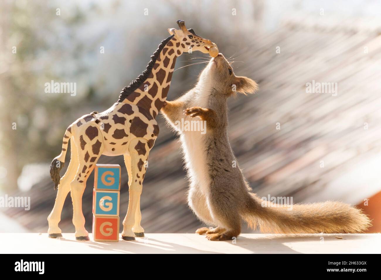 primo piano di scoiattolo rosso che regge una giraffa con blocchi di legno con capitelli Foto Stock