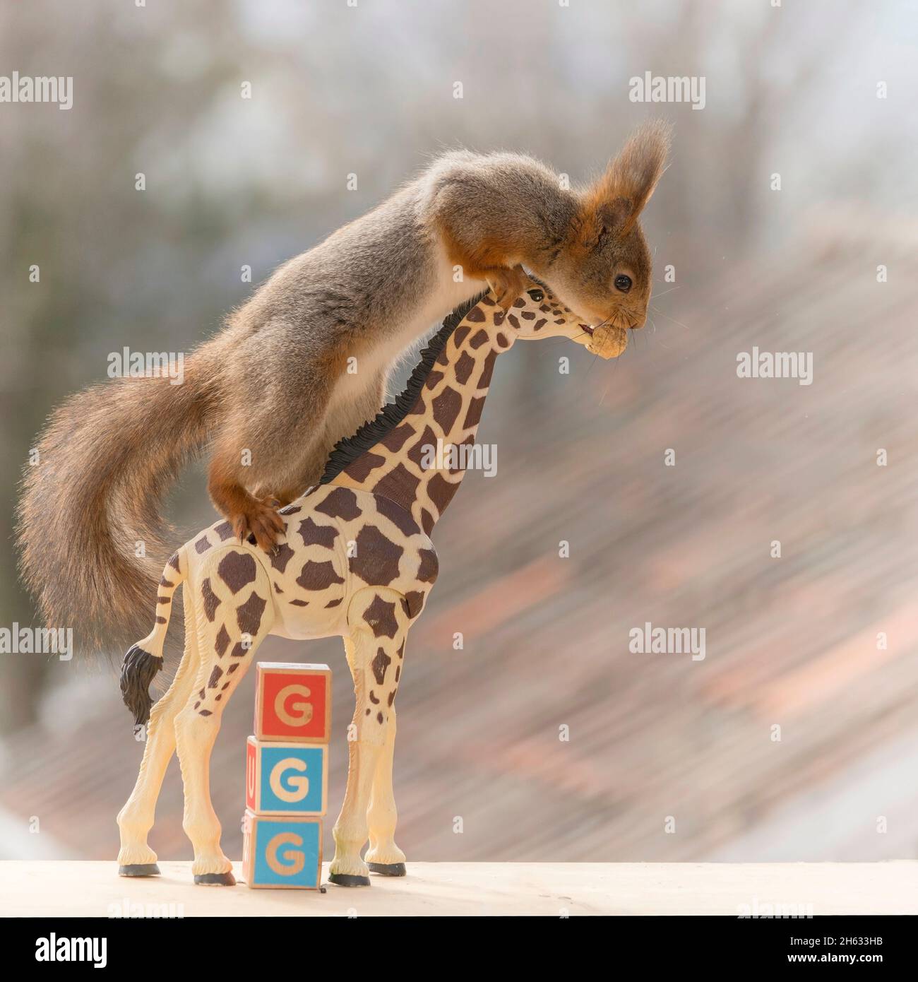 primo piano di scoiattolo rosso su una giraffa con blocchi di legno con capitelli Foto Stock