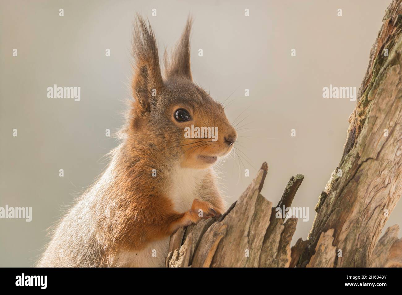 primo piano di scoiattolo rosso che tiene la mano su un tronco d'albero Foto Stock