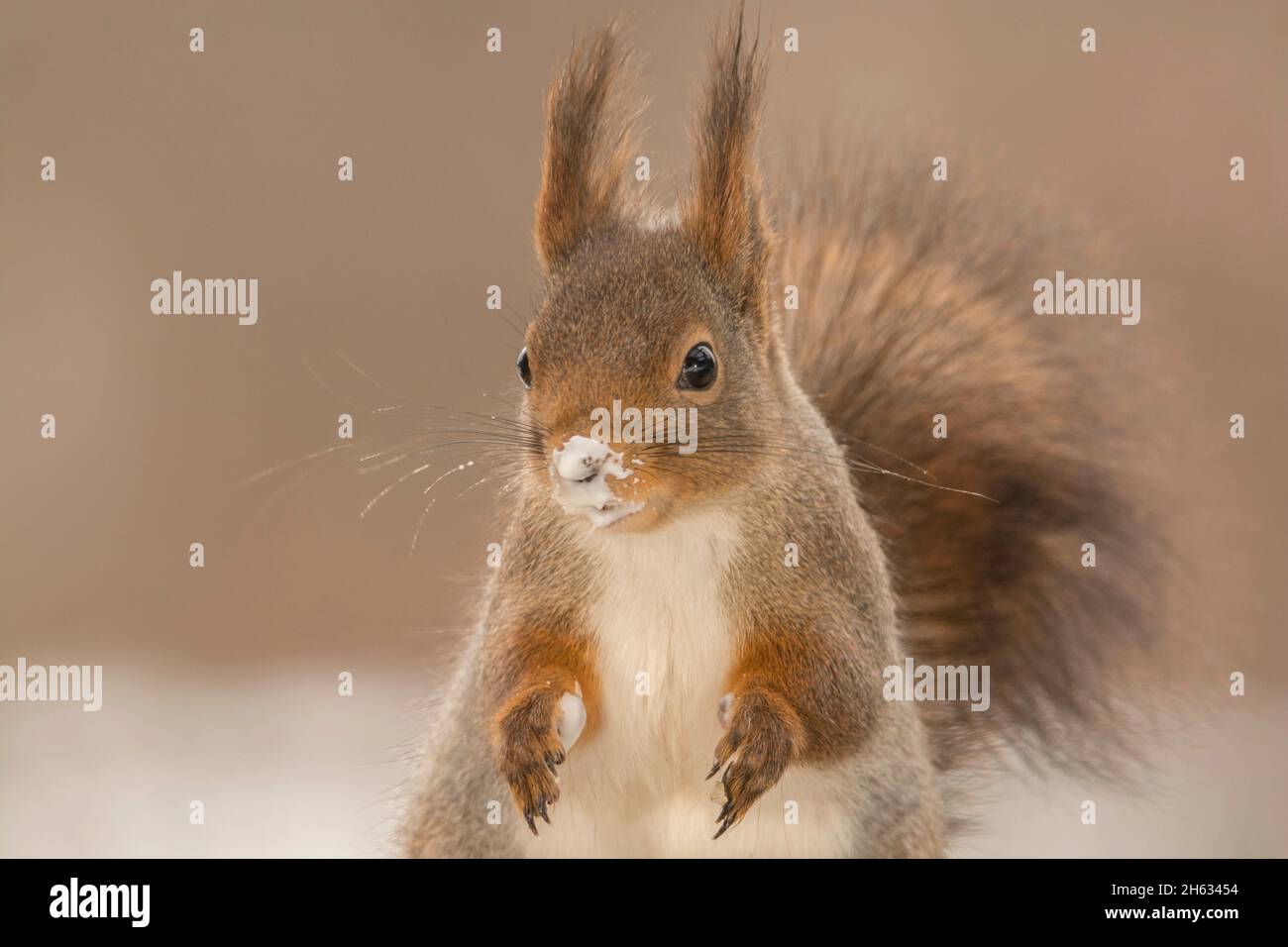 Profilo e close up di scoiattolo rosso con latte prodotto sul naso e le mani Foto Stock