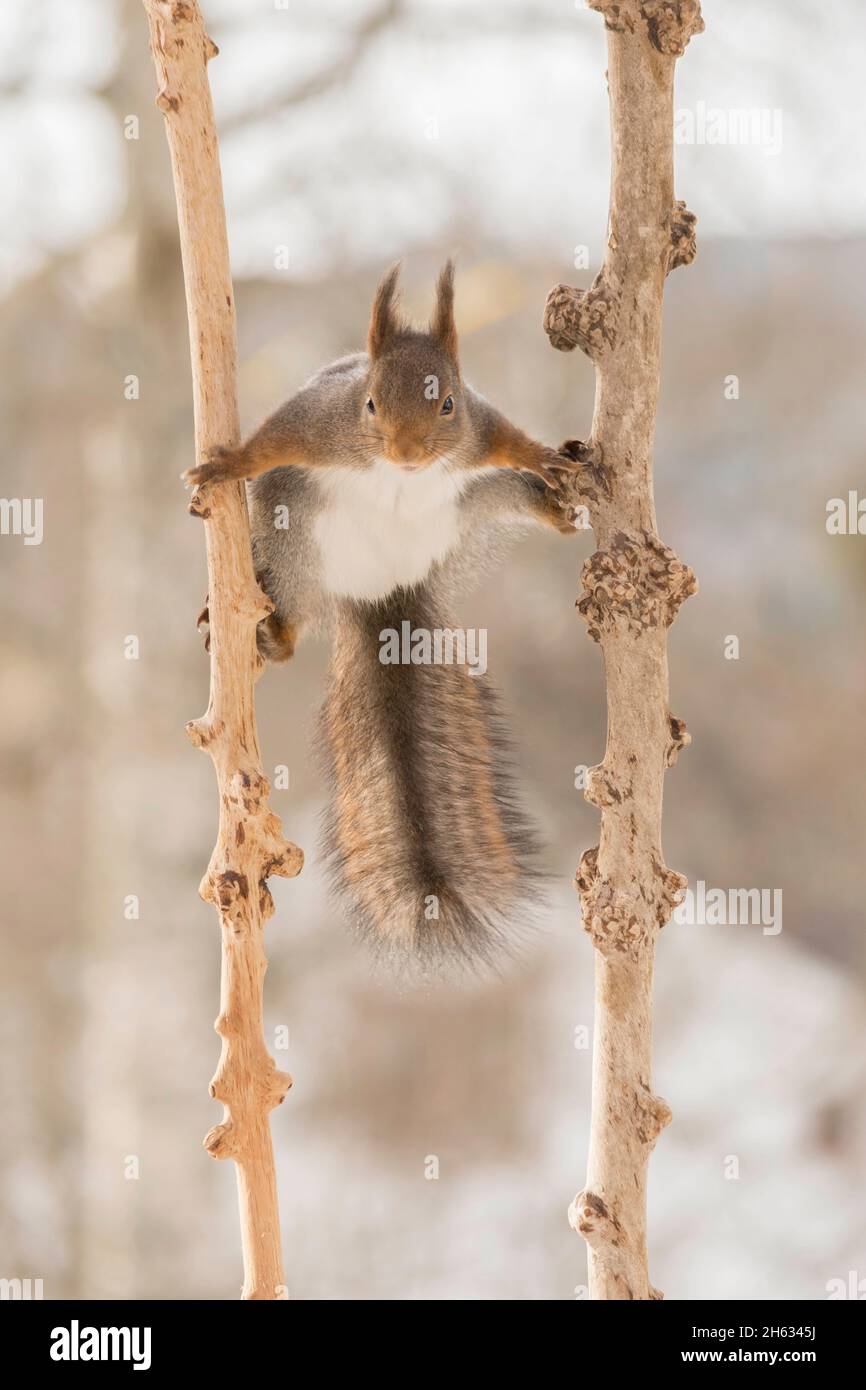 primo piano di scoiattolo rosso in piedi tra due rami pronti a saltare Foto Stock