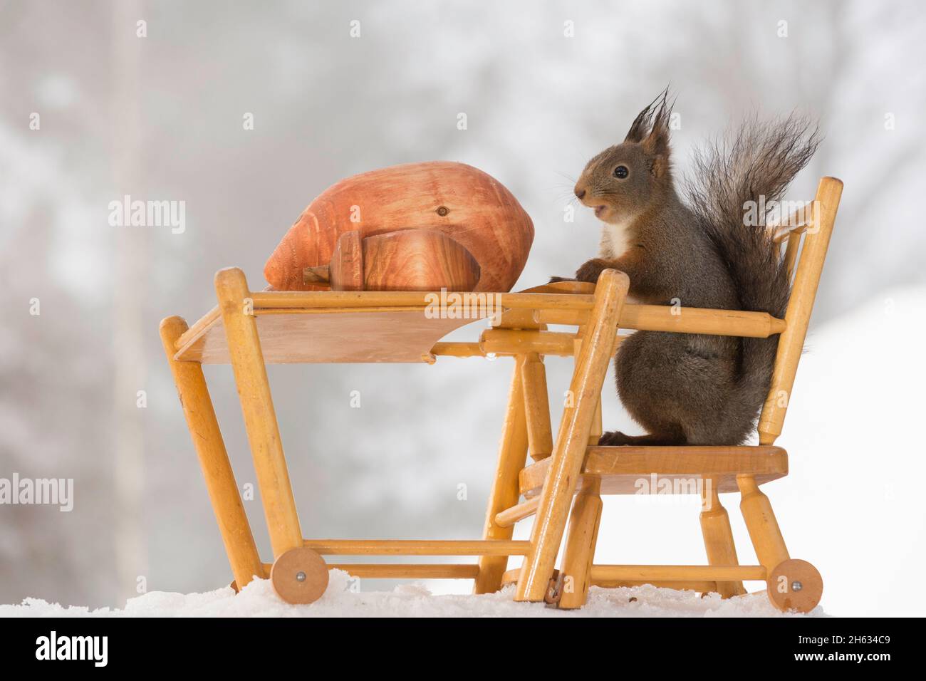 primo piano di scoiattoli rossi seduti su una sedia con tavolo con grandi  ghiande Foto stock - Alamy