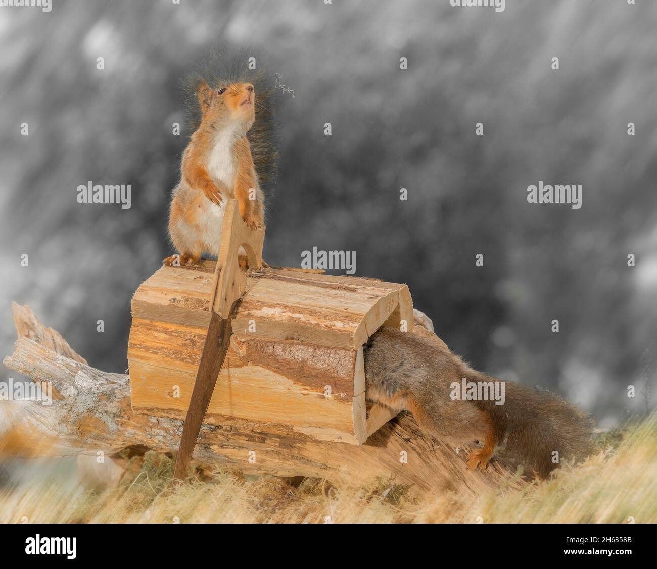 primo piano di scoiattolo rosso in una scatola aperta con un altro con una sega sopra Foto Stock