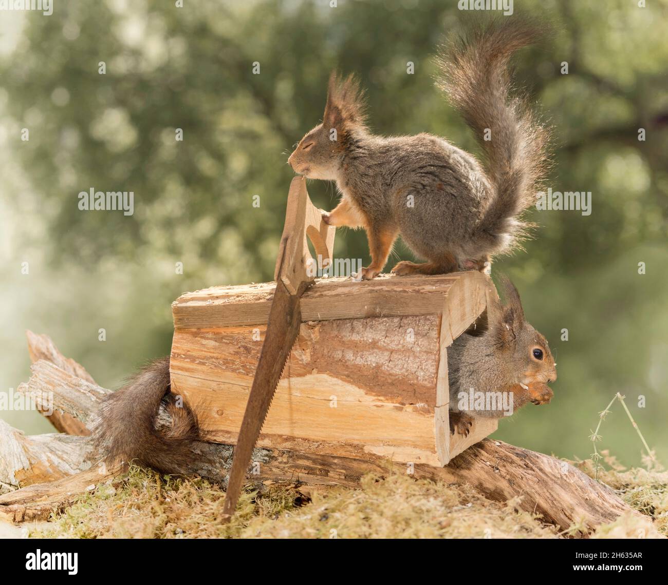 primo piano dello scoiattolo rosso in una scatola aperta con un altro con una sega sopra con gli occhi chiusi Foto Stock