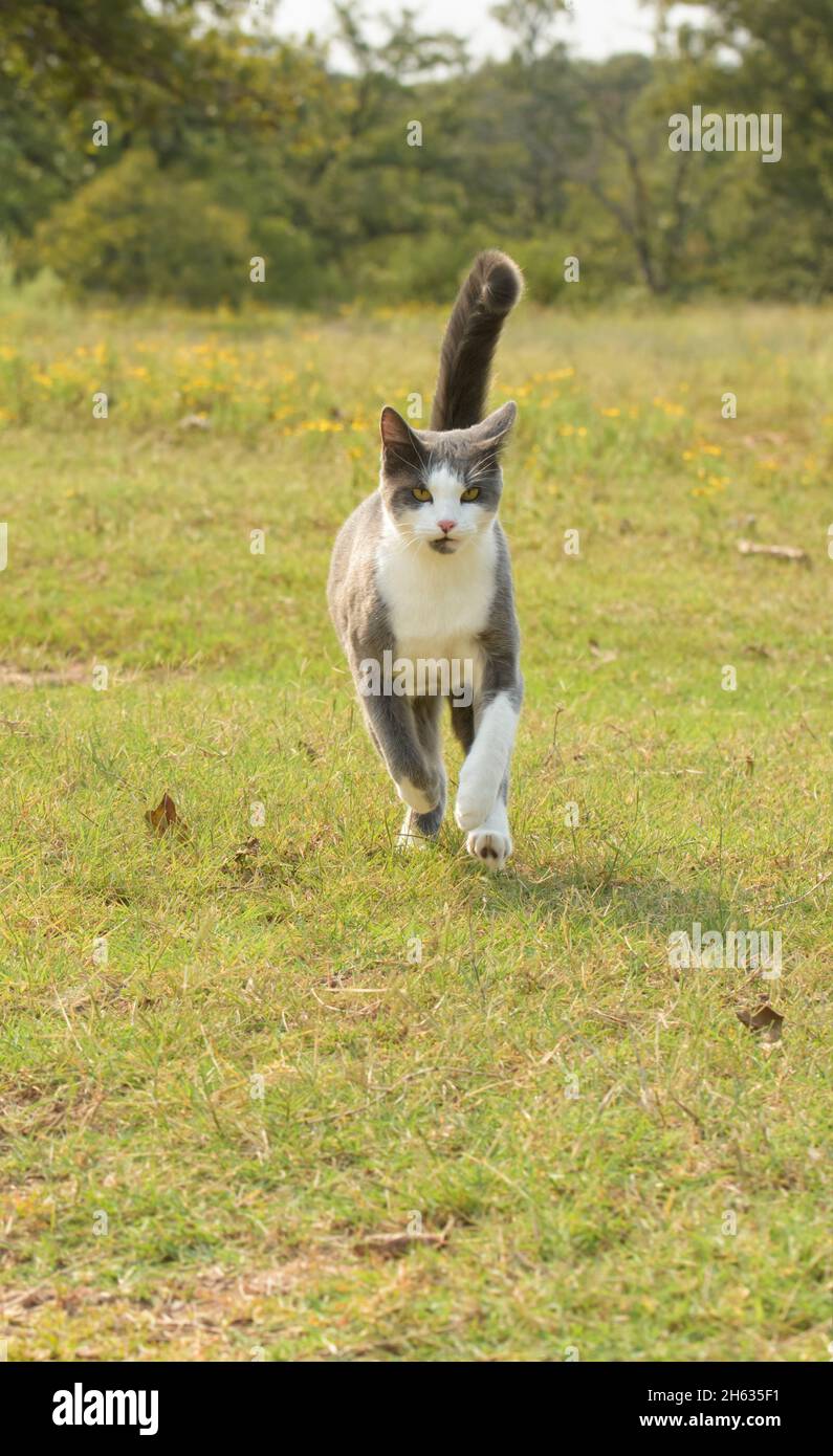 Gatto bianco e grigio punteggiato che corre verso lo spettatore; con erba, alberi, e fiori gialli sullo sfondo Foto Stock
