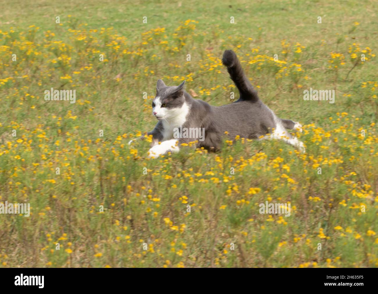 Gatto bianco e grigio che colma su fiori gialli mentre gira a velocità piena Foto Stock