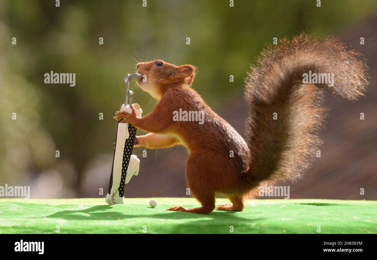 scoiattolo rosso che porta fuori un club di golf da una borsa da golf Foto Stock