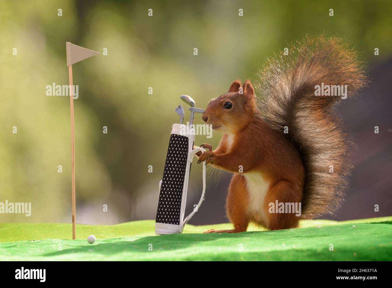 Scoiattolo rosso è in possesso di una sacca da golf Foto Stock