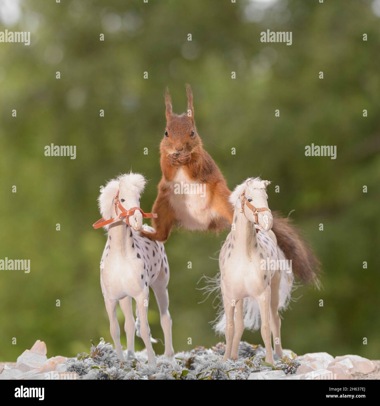 scoiattolo rosso in piedi su cavalli in una spaccatura Foto Stock