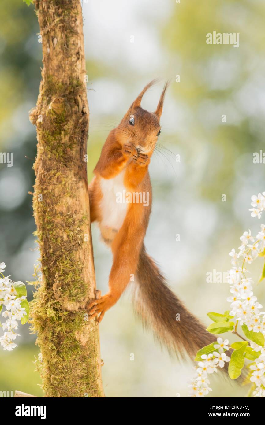 primo piano di scoiattolo rosso in piedi sul lato del tronco di albero con fiori alla luce del sole Foto Stock