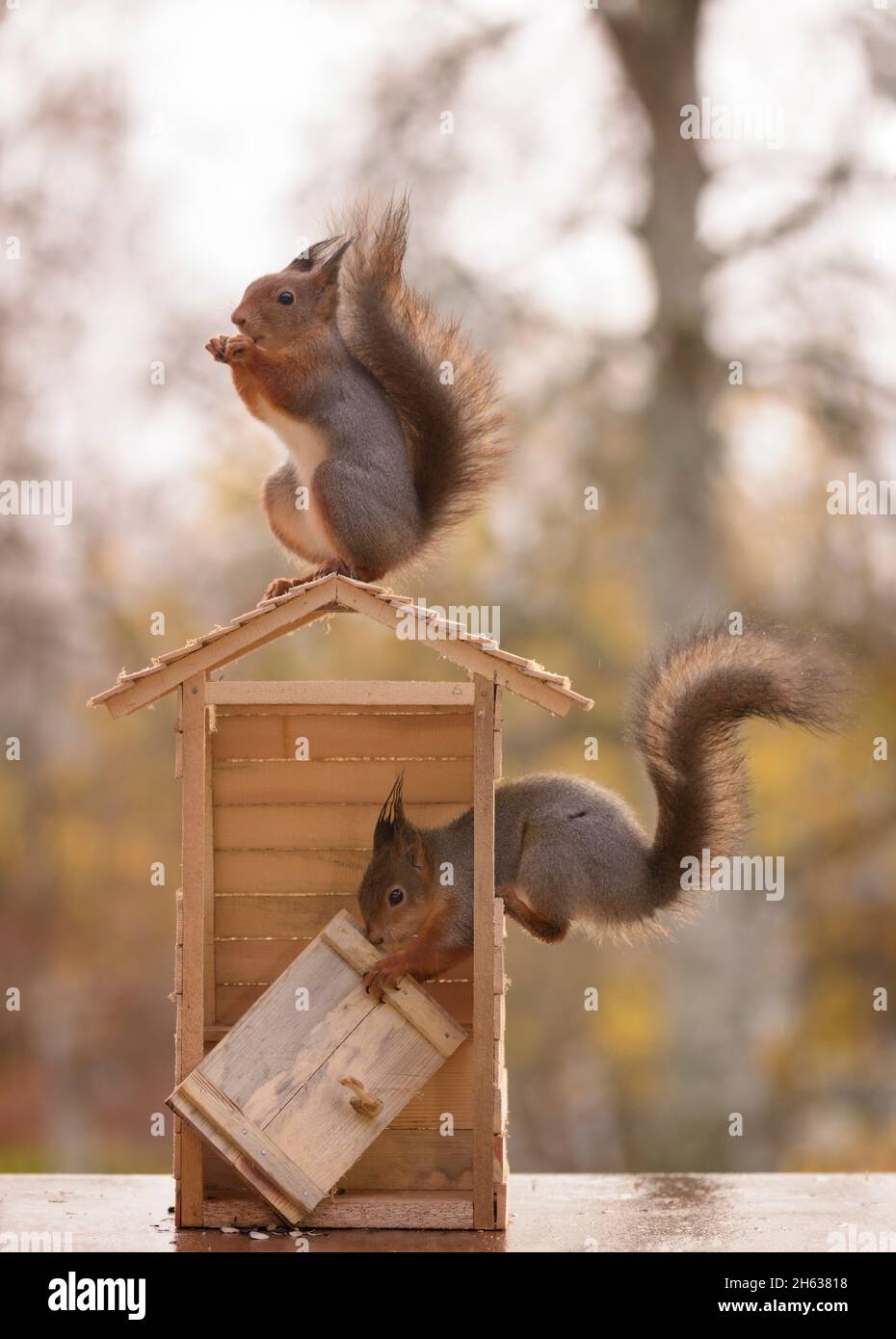 Due gli scoiattoli rossi con una porta la costruzione di un wc Foto Stock