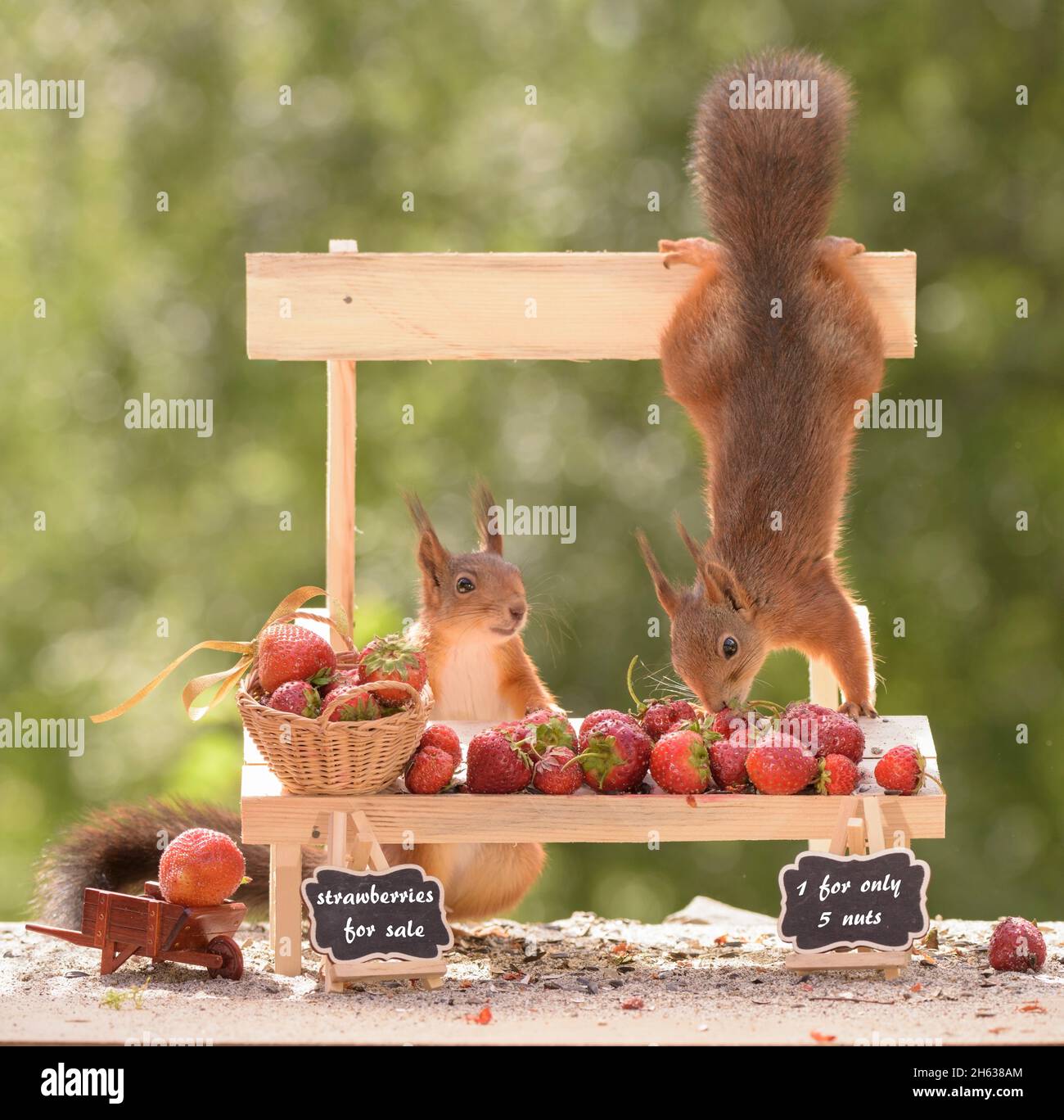 scoiattoli rossi con una bancarella di fragole uno appeso su lato giù Foto Stock