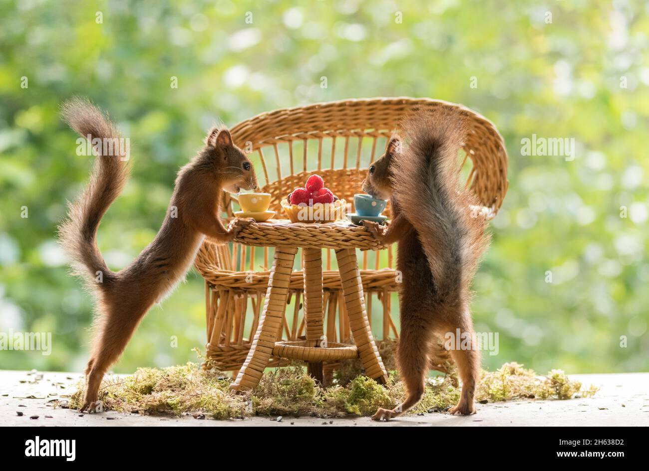 scoiattoli rossi seduti a un tavolo Foto Stock