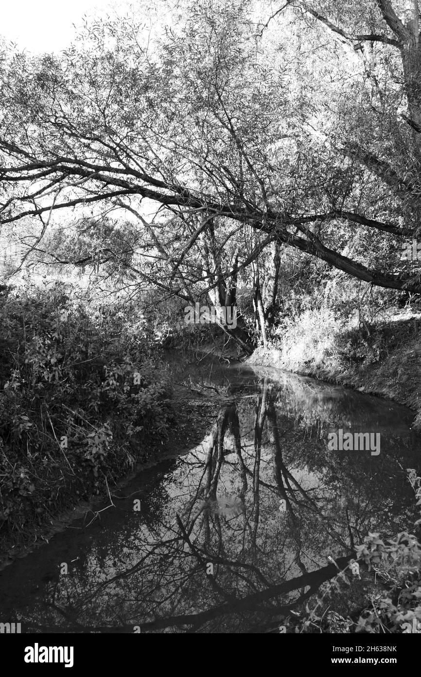 Immagine tonale in bianco e nero di Billingham Beck, che attraversa il bellissimo bosco naturale del Billingham Beck Country Park, Teesside, Regno Unito Foto Stock