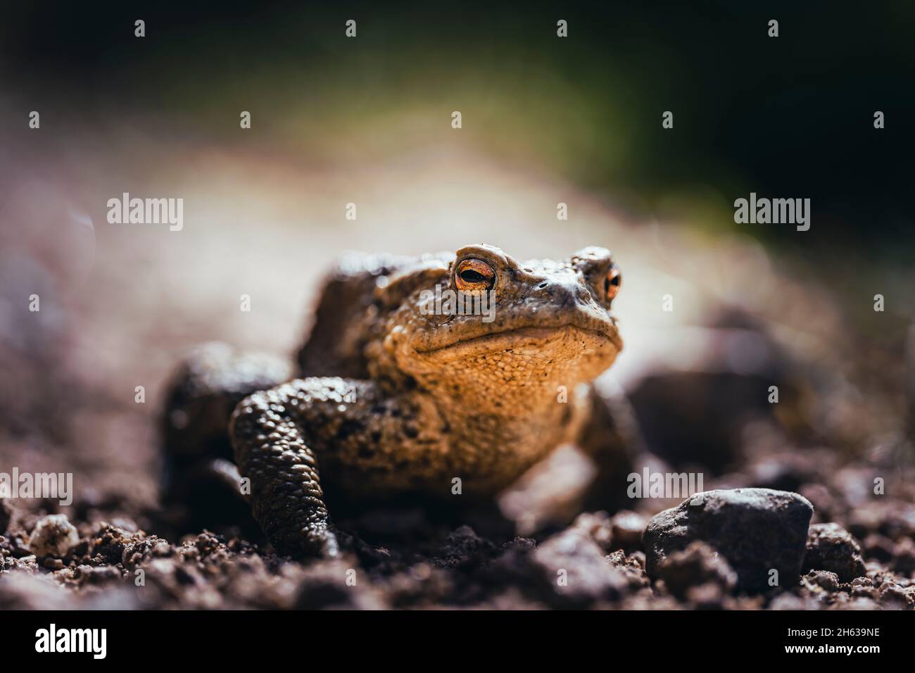 toad in movimento Foto Stock