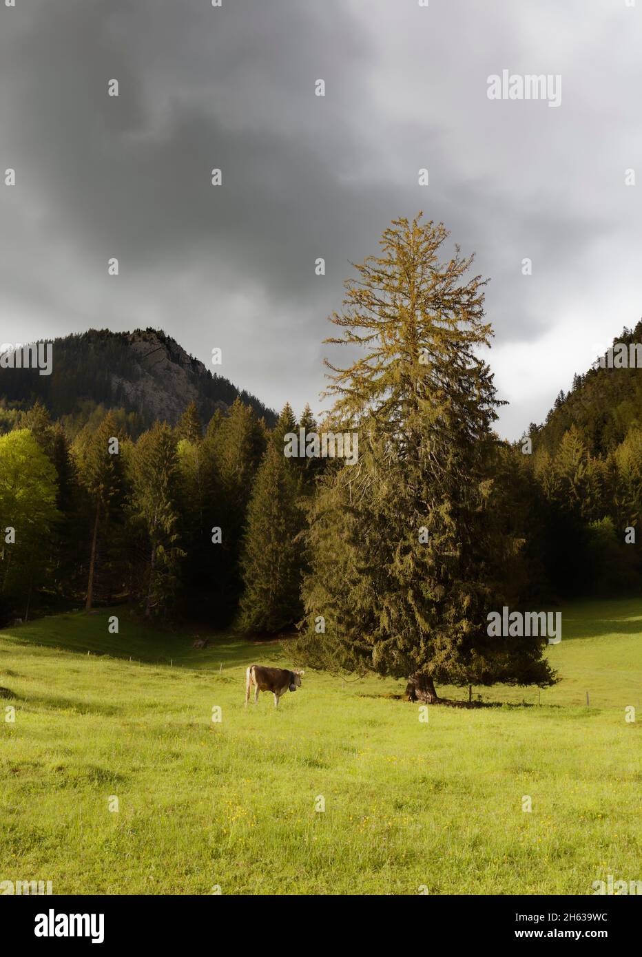 Mucca della regione di Allgäu Foto Stock