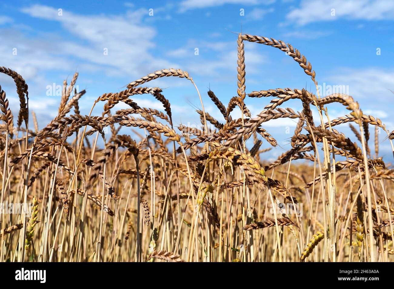 germania,baviera,alta baviera,agricoltura,coltivazione del grano,dinkelfeld,spighe di grano Foto Stock