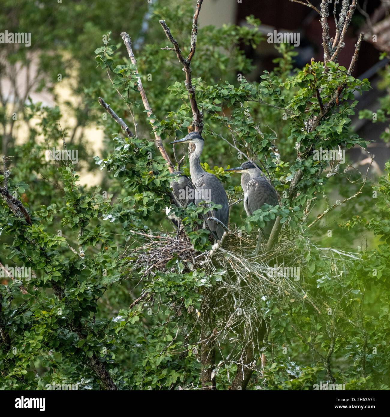 airone grigio (ardea cinerea), chiamato anche airone, con la prole al nido. Foto Stock