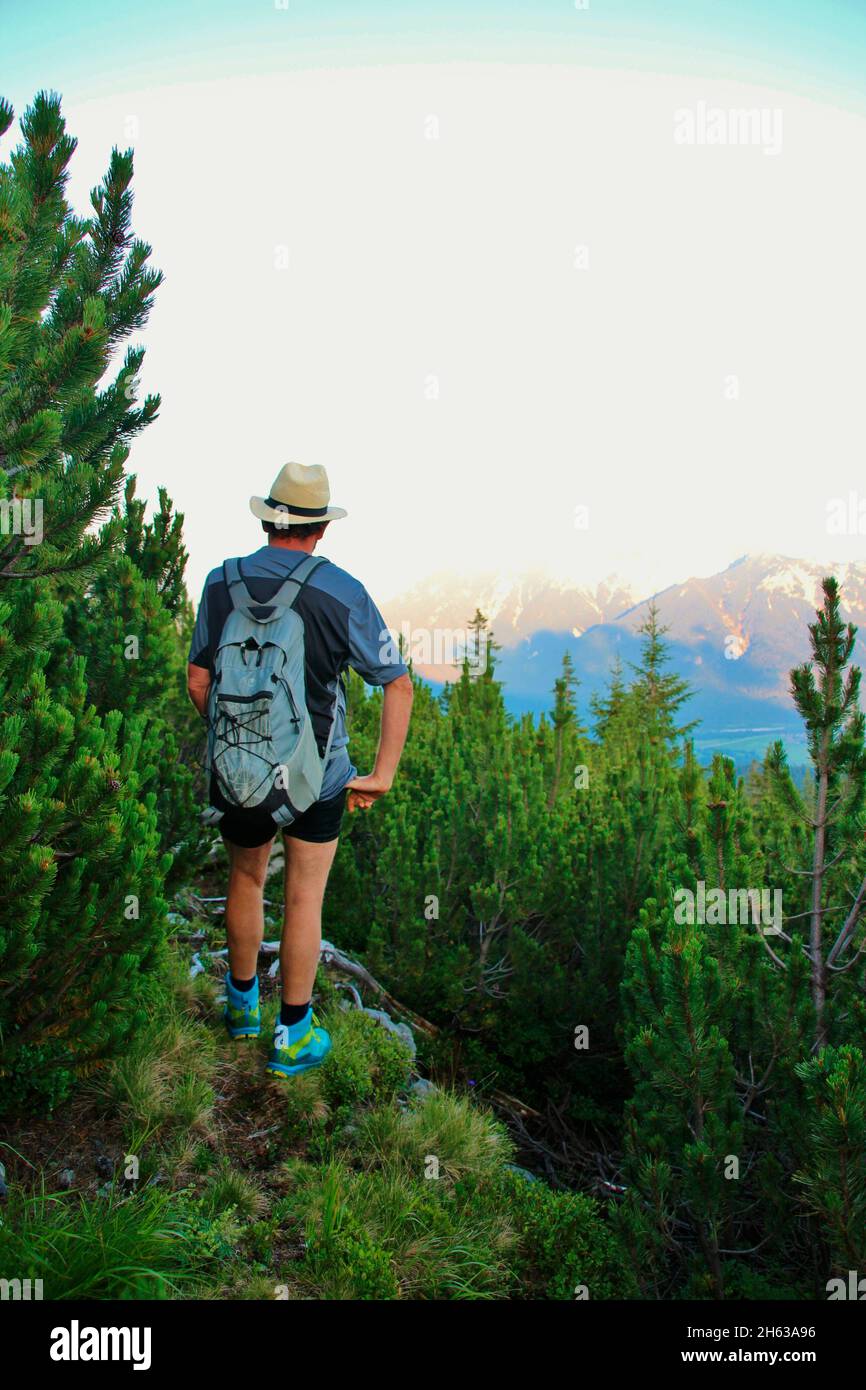 uomo di mezza età in escursione al gap 1829 m, estergebirge, tramonto, pini di montagna in primo piano, vista verso la cima, luce posteriore, umore nuvola, europa, germania, baviera, alta baviera, werdenfelser terra, alpenwelt karwendel, isar valle, krün Foto Stock