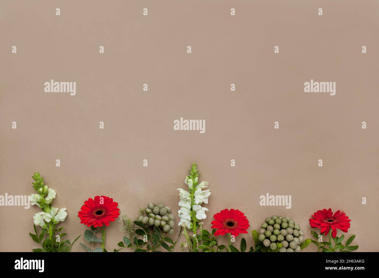 gerbera rosso fiori piatto su carta organica marrone. Organizzazione creativa di gerberi Foto Stock