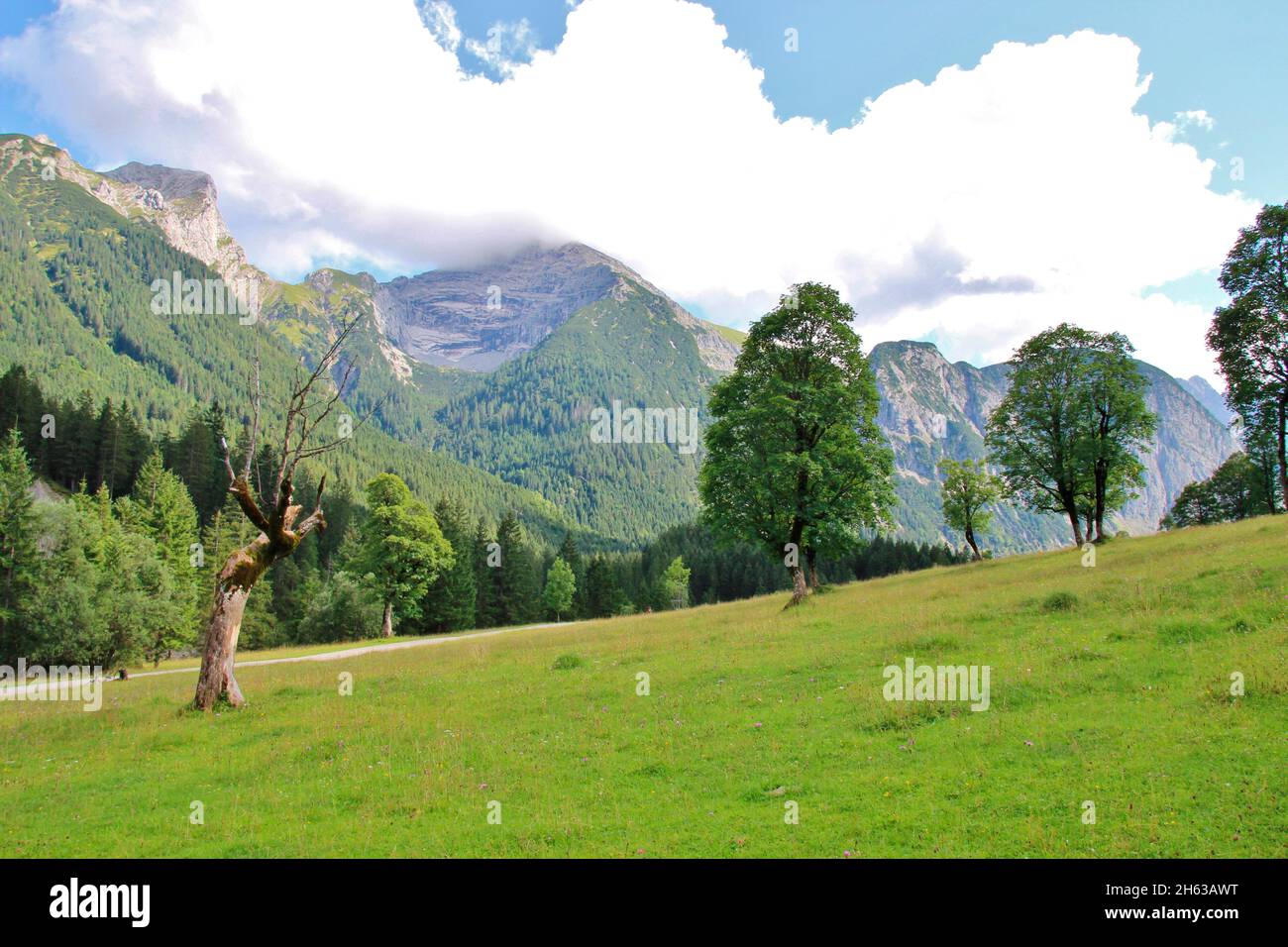 acero di ahornboden,tirolo,acero di sicomoro in abito estivo - acer pseudoplatanus - europa,austria,rissal,eng,großer ahornboden,alpi,montagne del karwendel Foto Stock