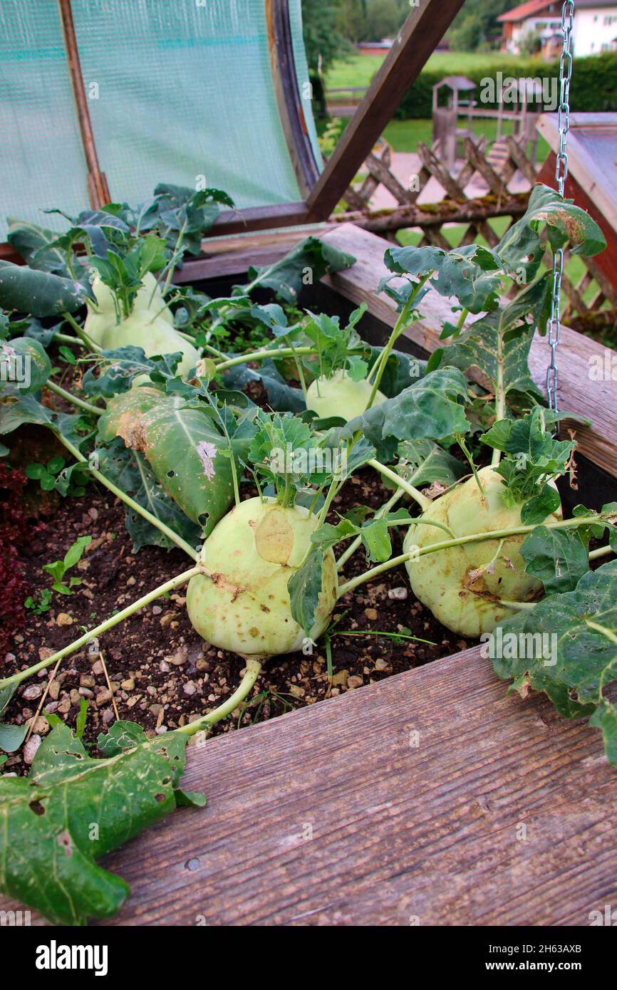 letto rialzato con kohlrabi un giardino,europa,germania,baviera,alta baviera,cornice fredda,giardino,atmosfera Foto Stock